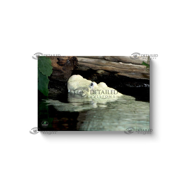 24x16 Premium Image Wrap Canvas -- Albino Gator Hanging Out