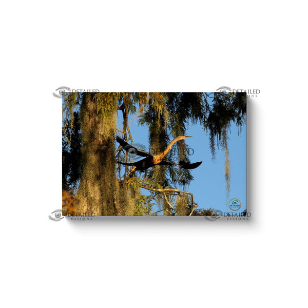 24x16 Premium Image Wrap Canvas -- Anhinga Taking Flight