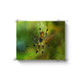 20x16 Preium Image Wrap Canvas -- Banana Spider