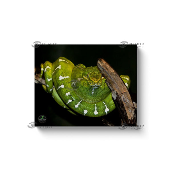 20x16 Premium Image Wrap Canvas -- Emerald Tree Boa