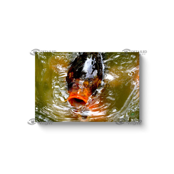 24x16 Premium Image Wrap Canvas -- Coy Fish