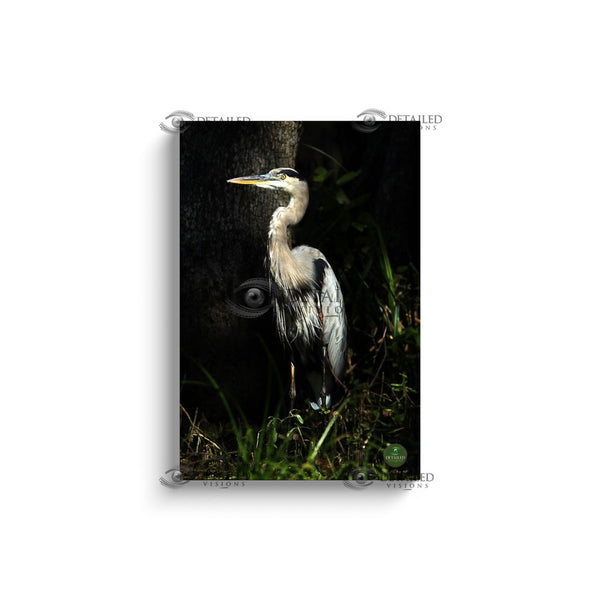 16x24 Premium Image Wrap Canvas -- Grey Heron