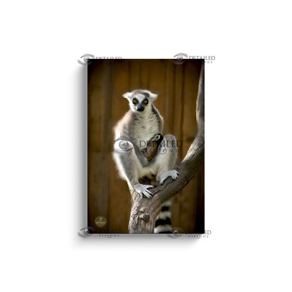 16x24 Premium Image Wrap Canvas -- Mama Lemur & Baby