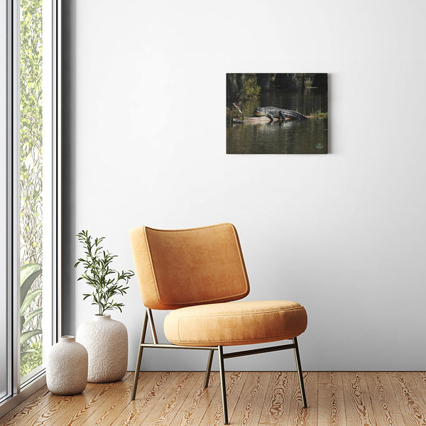 20x16 Premium Image Wrap Canvas -- SUNNING GATOR