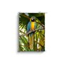 16x24 Premium Image Wrap Canvas -- Parrot