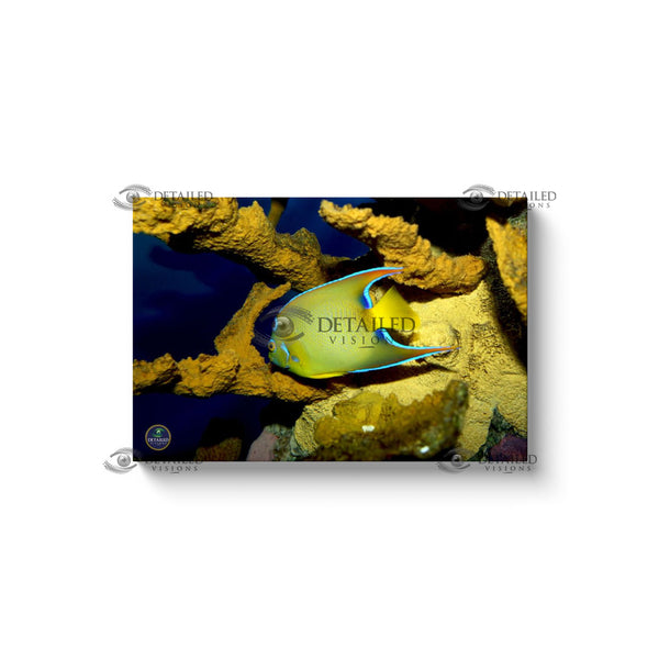 24x16 Premium Image Wrap Canvas -- Queen Angelfish