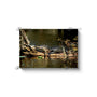 24x16 Premium Image Wrap Canvas -- Resting Gator