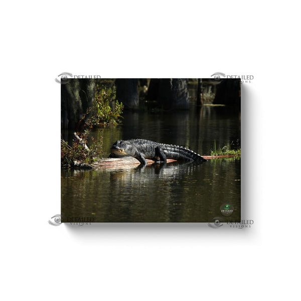 20x16 Premium Image Wrap Canvas -- SUNNING GATOR