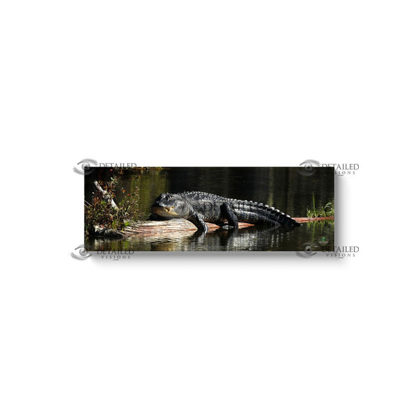 12x36 Premium Image Wrap Canvas -- SUNNING GATOR