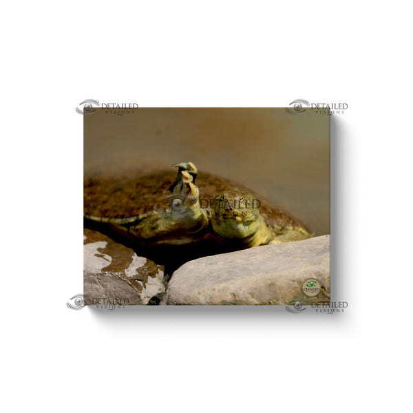 20x16 Premium Image Wrap Canvas -- SOFTSHELL TURTLE Saying "Hello"