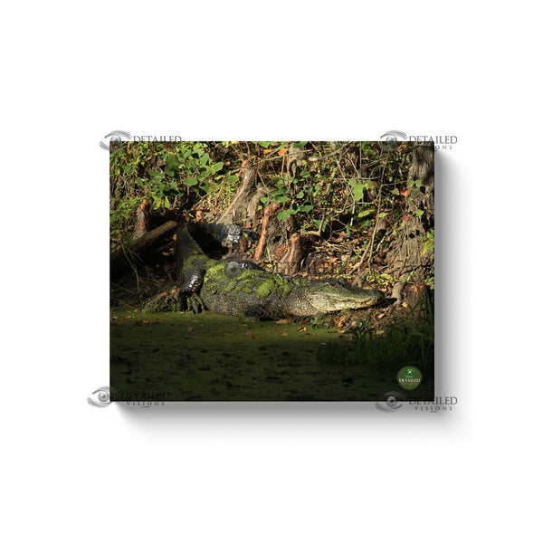 20x16 Premium Image Wrap Canvas -- SUNSET GATOR