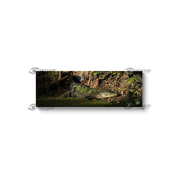 12x36 Premium Image Wrap Canvas -- SUNSET GATOR