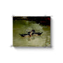 20x16 Premium Image Wrap Canvas --  2 WOOD DUCKS