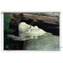 24x16 FRAMED Image Wrap Canvas -- Albino Gator Hanging Out