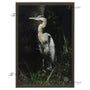 16x24 FRAMED Image Wrap Canvas -- Grey Heron