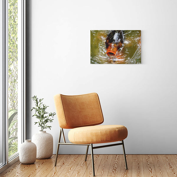 24x16 Premium Image Wrap Canvas -- Coy Fish